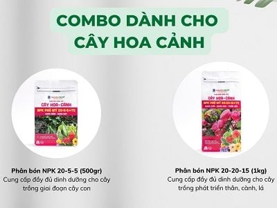 20-5-5-hao-canh-phu-my