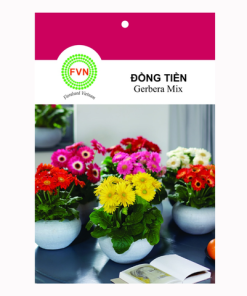 Hạt giống Hoa đồng tiền lùn Gerbera Mix FVN - Gói 5 hạt