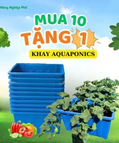 Chậu (Khay) Aquaponics chuyên trồng rau củ quả, cây ăn trái - Loại 1