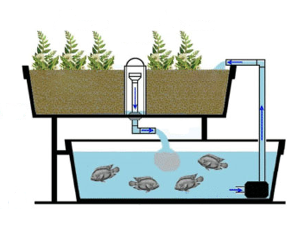 aquaponics