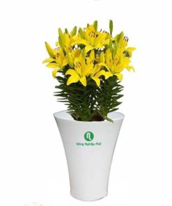 Chậu loa trồng hoa kiểng 28X34H (HD)