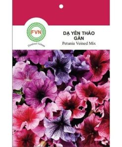 Hạt giống Hoa Dạ Yên Thảo đứng gân nhiều màu FVN - Gói 15 hạt