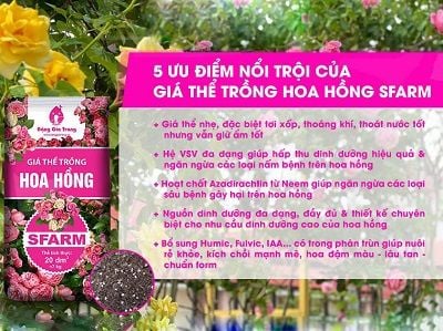 gia-the-hoa-hoa-sfarm