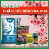 Combo chăm sóc hoa hồng ra hoa - Tại CH Hà Nội